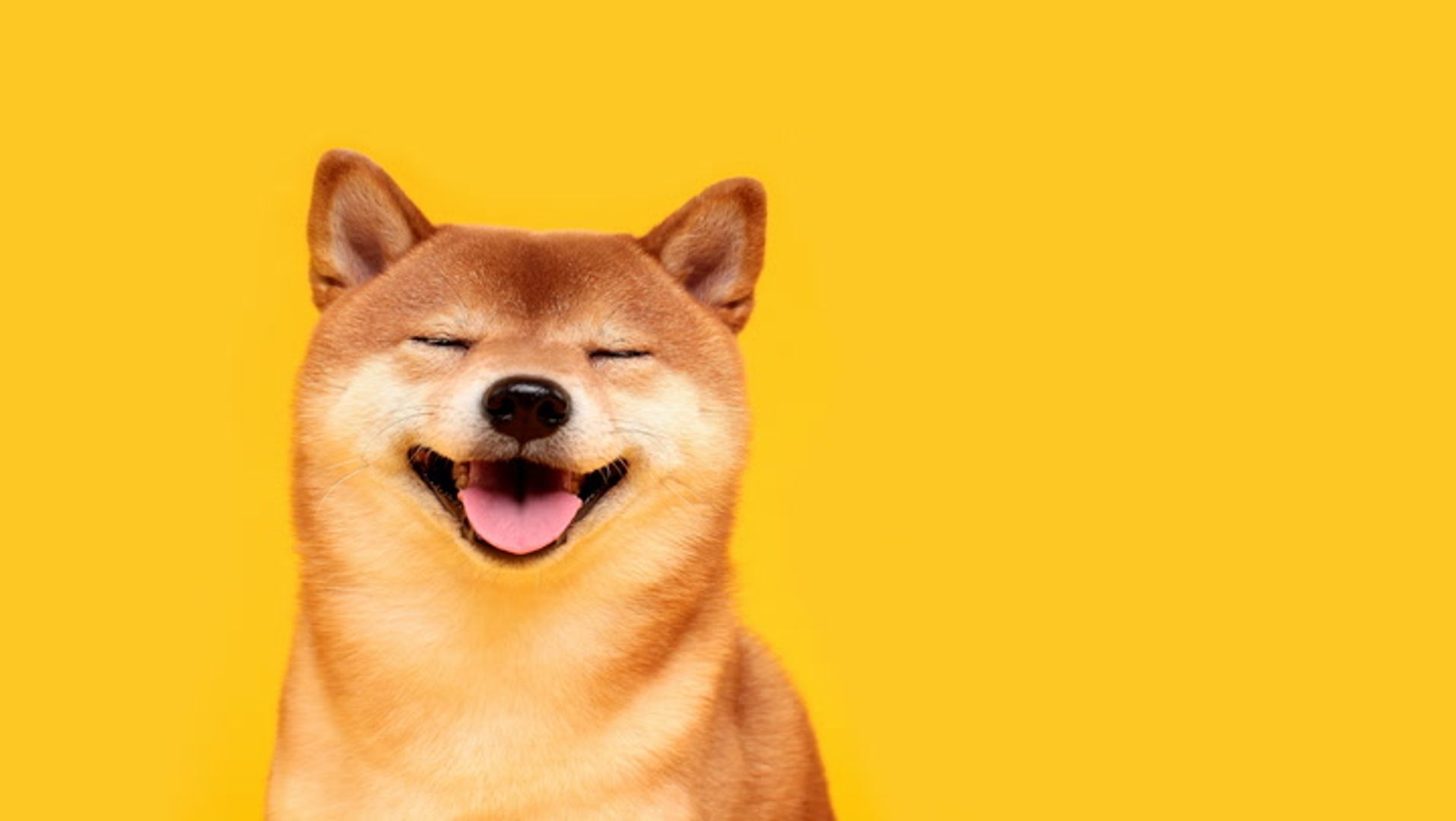 South Korean Traders Propel Shiba Inu to 36% Surge