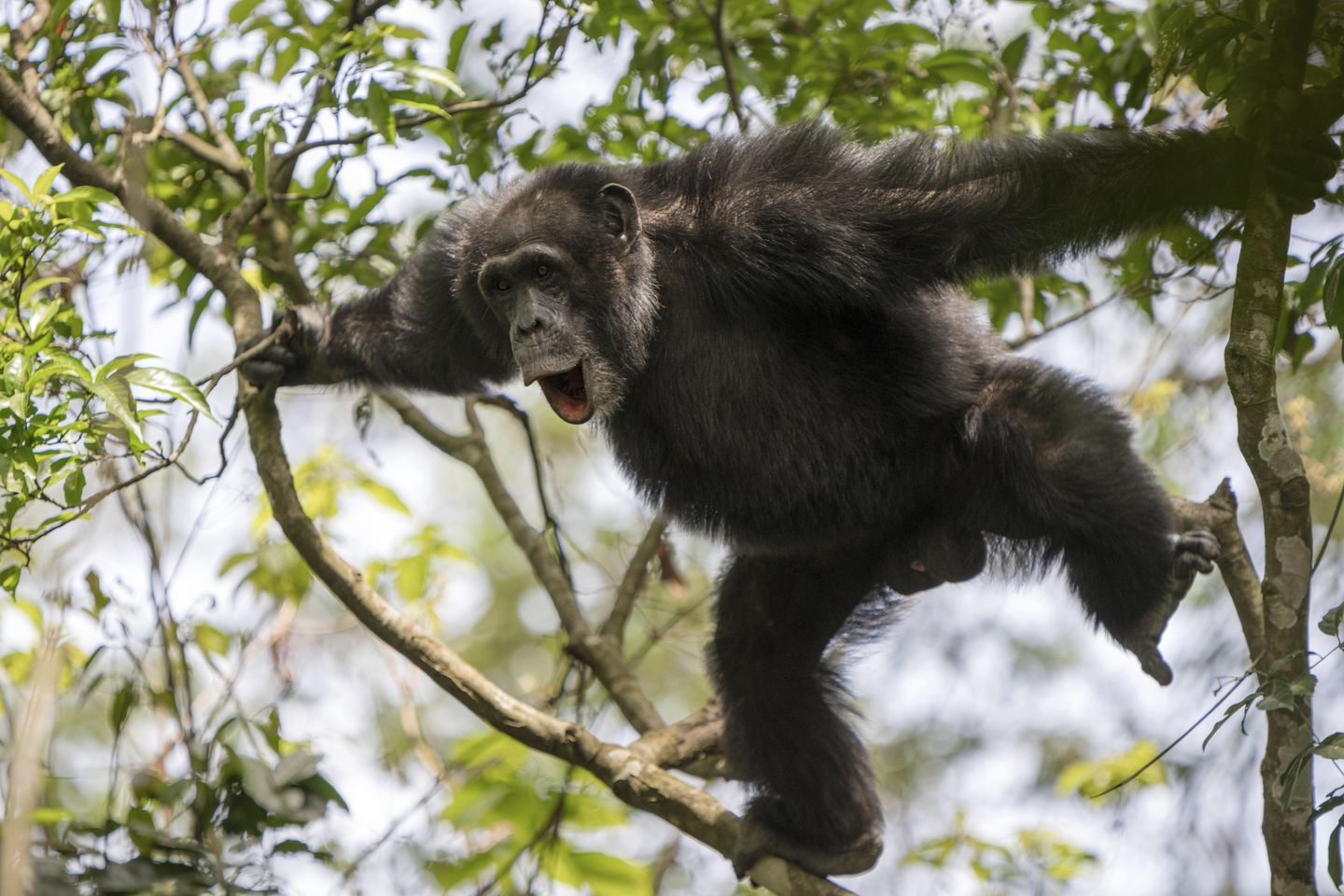 Chimpanzees in Uganda's Kibale National Park Display Aggressive Behavior