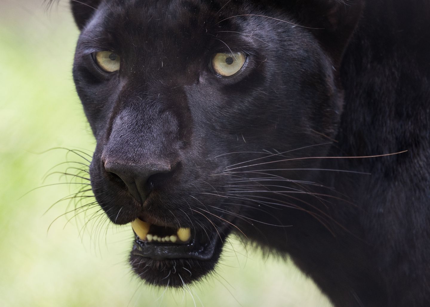 French Court Sentences Two Individuals for Illegal Keeping of Escaped Black Panther