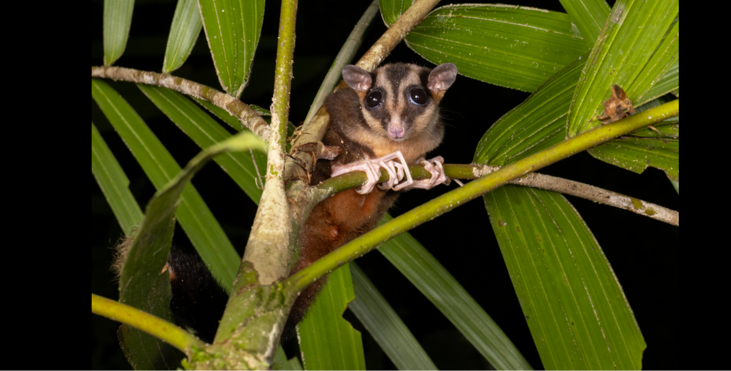 'Lazarus' species rediscovered in Indonesia