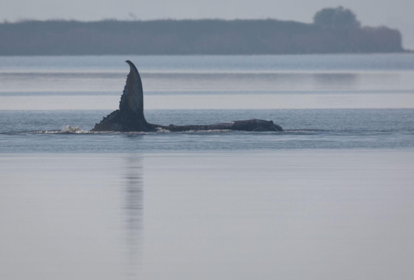 Stranded Humpback Whale Timmy Draws Worldwide Attention in Baltic Sea