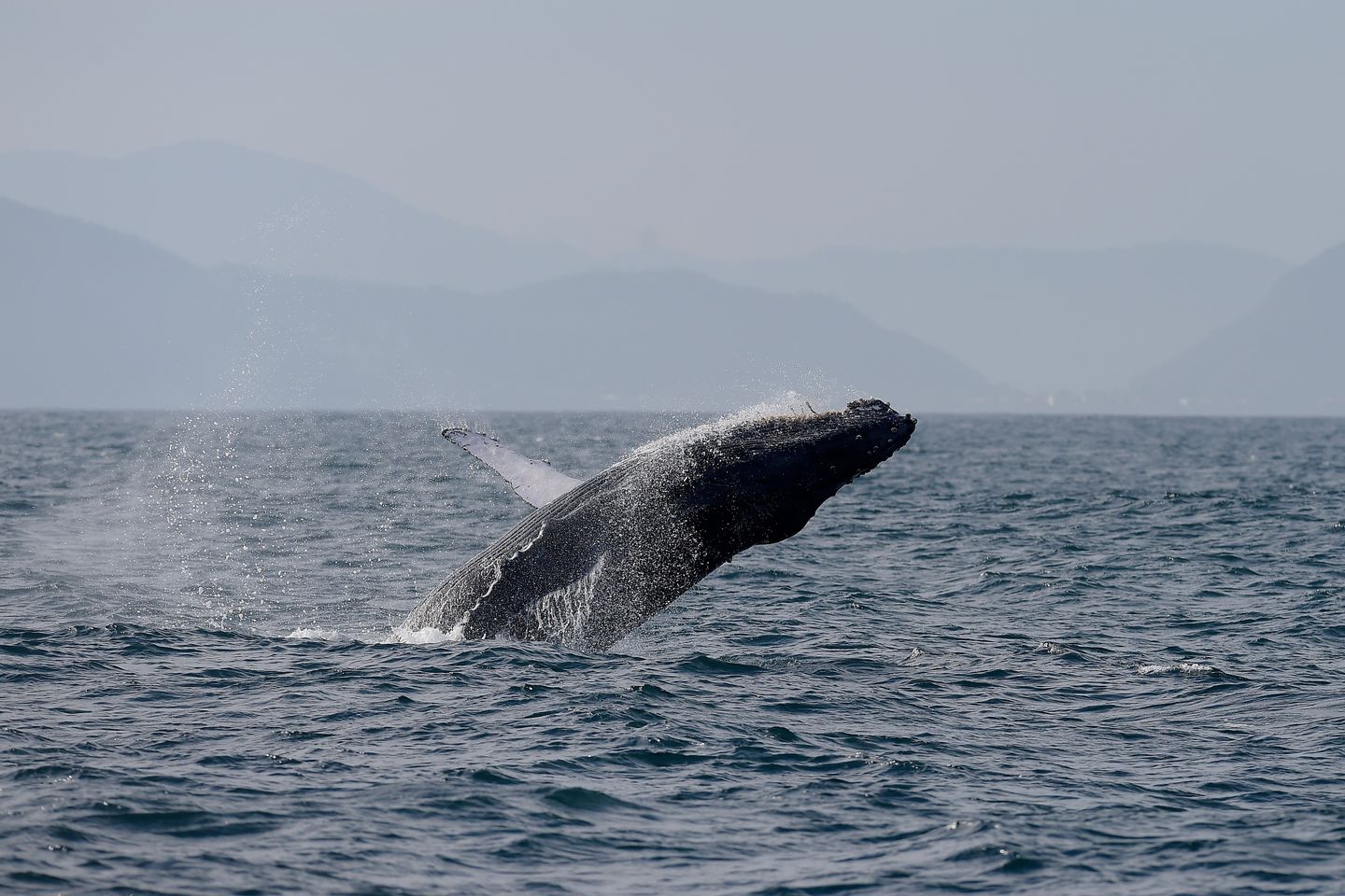 Humpback Whale Sightings Spike in Rio de Janeiro Waters