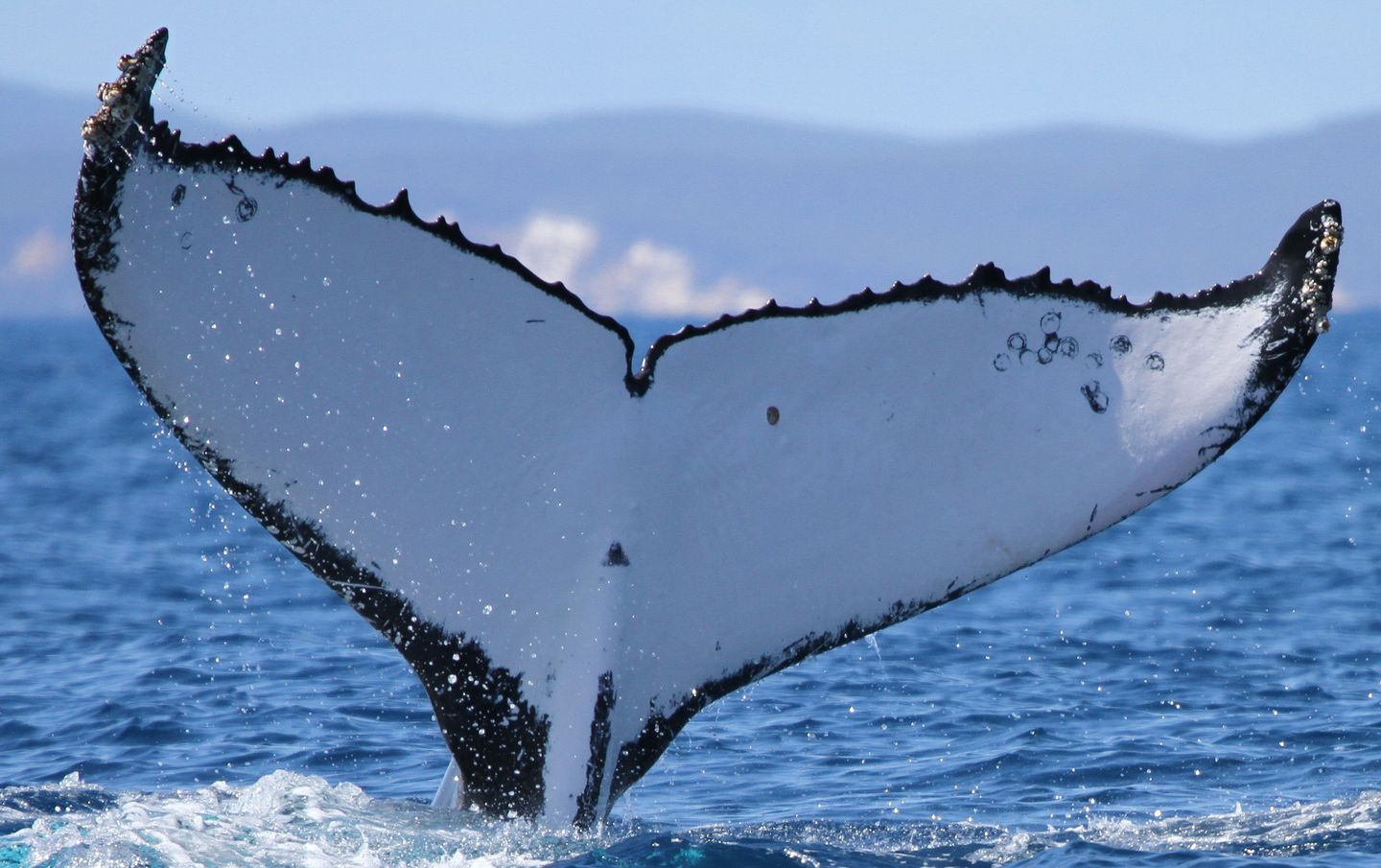 Humpback Whales Break Migration Records