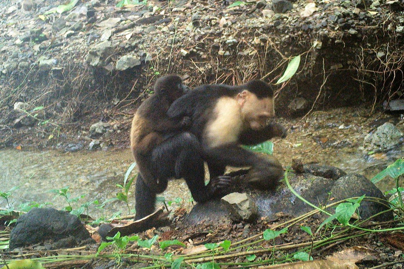 Capuchin Monkeys Linked to Abduction of Howler Monkeys on Panamanian Island