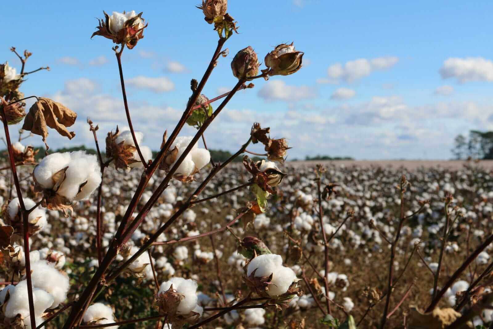Cotton Prices Surge Amid Early Wednesday Gains