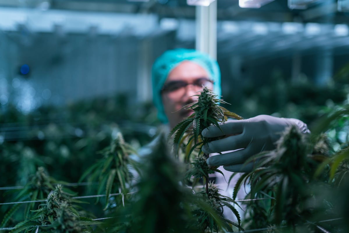 Investing in Canopy Growth? Here's What You Should Wait for Before Making a Move