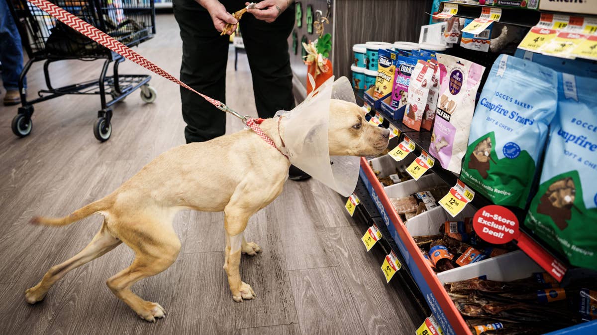 Pet Supplies Store Operator Faces Bankruptcy Amid Industry Challenges