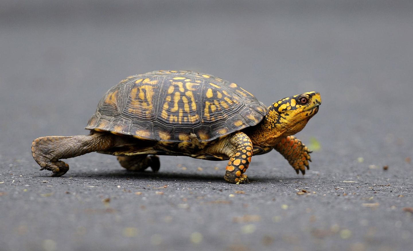 Chinese National Sentenced for Smuggling Protected Turtles
