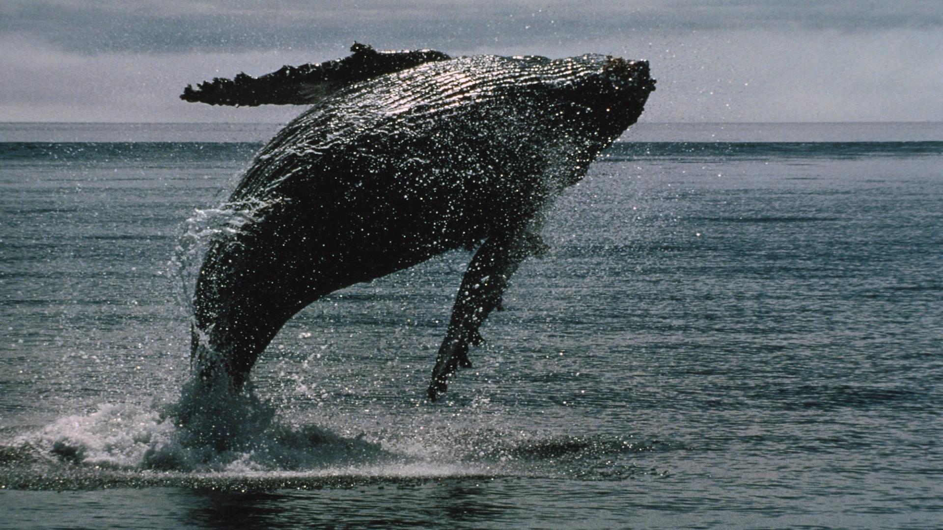 Bitcoin Whales Stir as Over $2B of BTC Moved After Long Dormancy