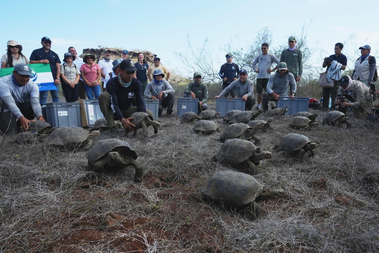 Galapagos Park Releases Juvenile Hybrid Tortoises to Restore Floreana Island Ecosystem