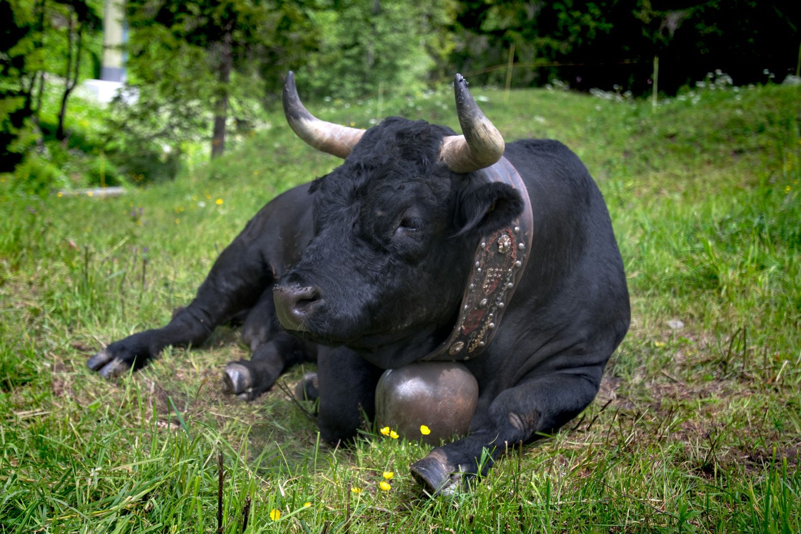 Bitcoin Accumulation Phase Strengthens as Price Surges Past $110,000