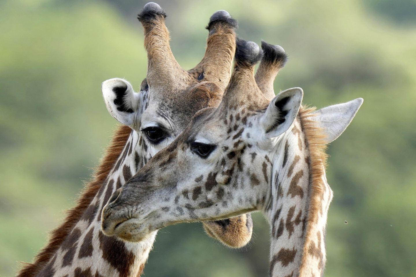 Officials urge for giraffe protection as populations decline